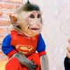 Monkey Home Videos