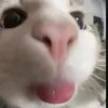 pip_7_7_7