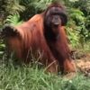 oranguthespellcaster