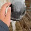horseridingwithme08
