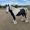 Dolly&Raven The Cobs🐴