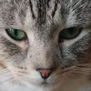 mylo.the.cat23