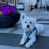 winston.the.westie
