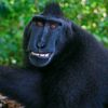 the_supreme_ape