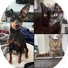 tinypawtrio