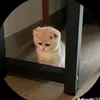 aduemboong0