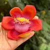 Yoga cùng Lối sống xanh