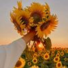 sunflower73999