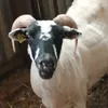 jasperjonckheere1