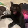 pippelijuusto