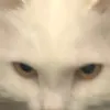 chanhbidi0