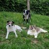its.my.pets.house88