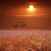 mostafa.abbas95