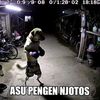 kecebongarabanjas
