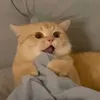 bnkiasaoxinkqua