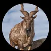 khan_saib902