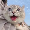 Funny cat planet