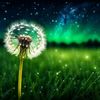 dandelion_mine
