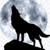 lastwolf684