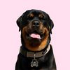 Kasey the Rottie