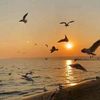 hesham4056