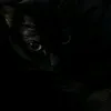 jkamir7_