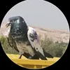 r_.5_x