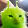 _selhau0