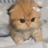 ndaaaa_731