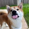 otoro.shiba