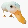thinhgaylgbt