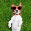funny.puppy.pets
