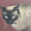 iloveosc_meow