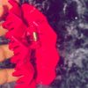 lissbethh21