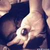 tanmia8