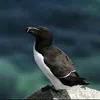 adangmurashino
