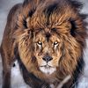 leo7044407