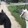 hoplaur