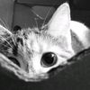 jenn.frv10