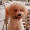 trung.nguyn8225