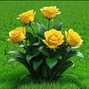 ayeshaqureshi7771