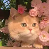 luvsaleenahali