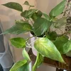 houseplantythings