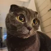 vexx0470