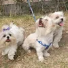mis3shitzu