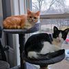lion_and_minin0