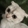 lincatlady