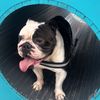 oso.bulldog
