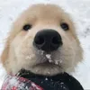 ぱいなっぷるシネマ