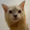 catmom0425